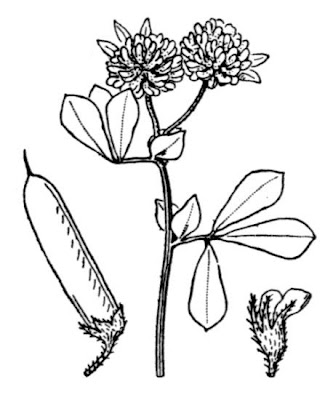Dorycnium rectum,
,
Greater Badassi,
Trifoglino palustre