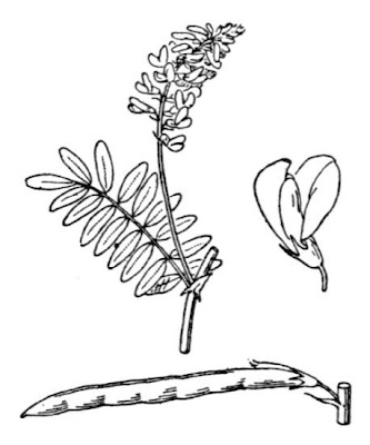Galega officinalis,
Avanese,
Capraggine,
galega,
goat's rue,
goat's-rue,
goatsrue,
professor-weed,
professorweed