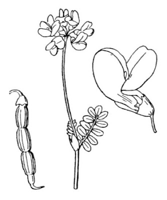 Cornetta guainata Cornetta guainata