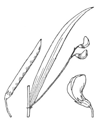 Gras-Platterbse