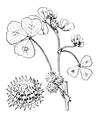 Arabischer Schneckenklee Arabischer Schneckenklee