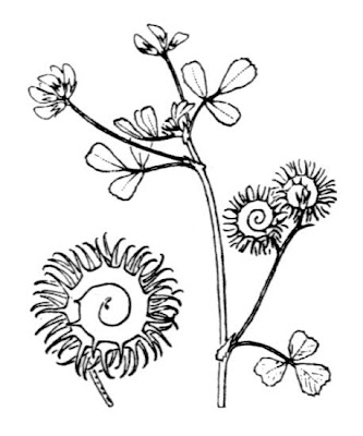 Erba medica disciforme Erba medica disciforme