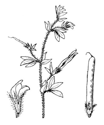 Ginestrino sottile