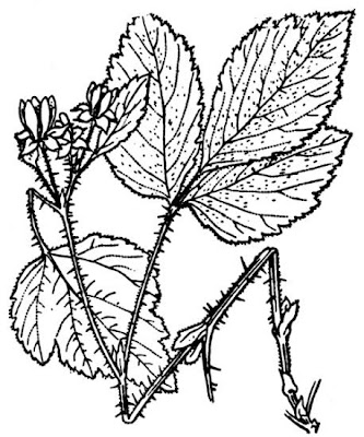 Greenland thornless blackberry Greenland thornless blackberry