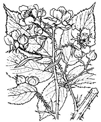 Largeleaf blackberry Largeleaf blackberry