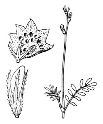 Flattened prickles sainfoin Flattened prickles sainfoin