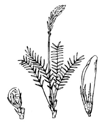 Onobrychis saxatilis,
,
Lupinella acaule,
Rock Sainfoin