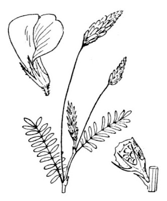 Sainfoin Sainfoin
