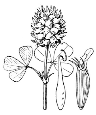 Bladder-pod clover Bladder-pod clover