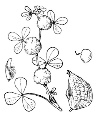Filziger Klee