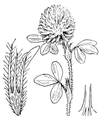 Diffuse clover Diffuse clover