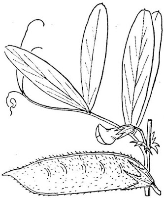 Bithynische Wicke Bithynische Wicke
