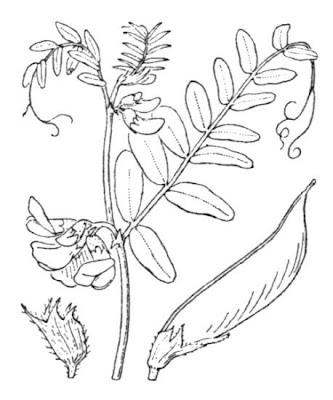 Bush vetch