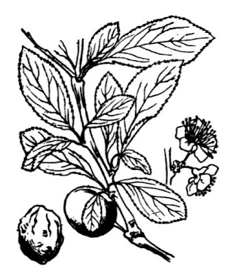 Haferschlehe
