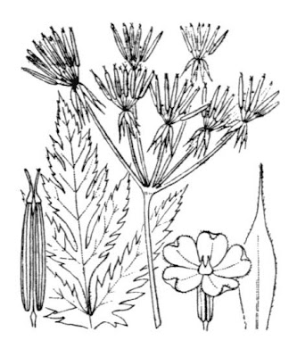 Chaerophyllum hirsutum,
Cerfoglio selvatico,
Hairy Chervil