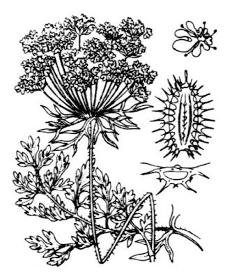Carota coltivata Carota coltivata
