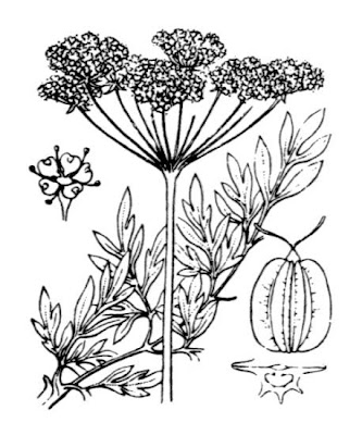Little-leaf angelica Little-leaf angelica