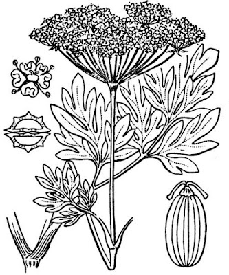Katapsuxis silaifolia