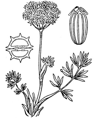 Pyrenean Seseli