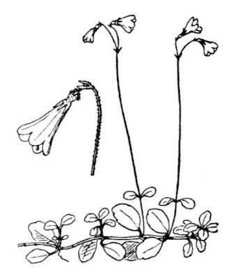 AMERICAN TWINFLOWER AMERICAN TWINFLOWER