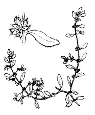 Erniaria irsuta