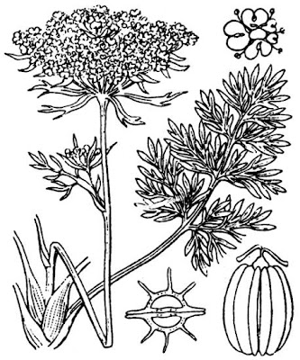 Pachypleurum mutellinoides,
Motellina pigmea