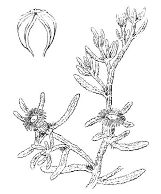 Slender-leaf iceplant