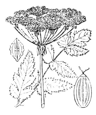 Imperatoria cervaria