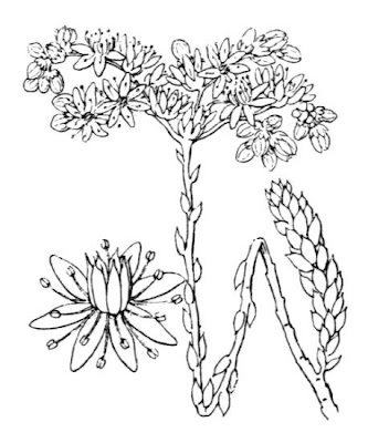 Pale Stonecrop