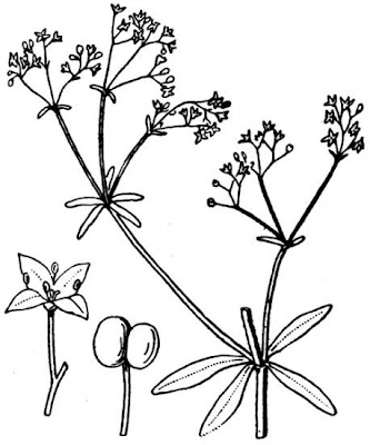 Caglio delle paludi Caglio delle paludi