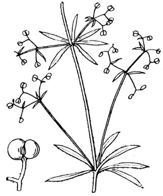 False Cleavers False Cleavers