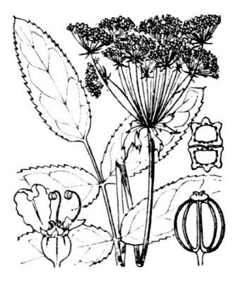 Water Parsnip Water Parsnip