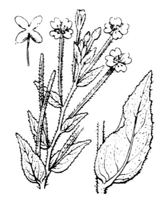 Garofanino minore