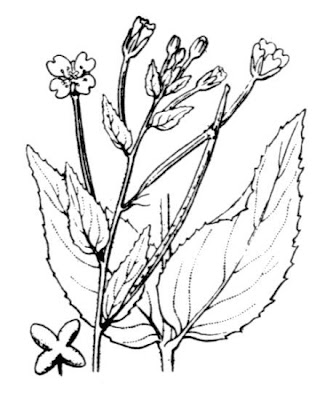 Broad Leaved Willowherb Broad Leaved Willowherb