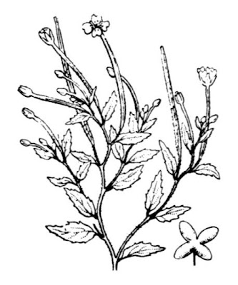 Garofanino di collina