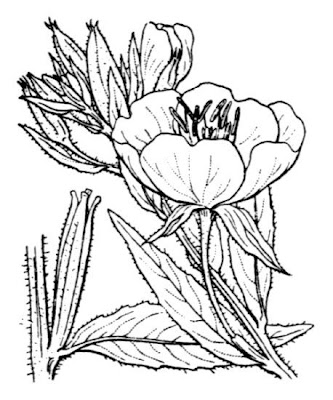 Enagra comune