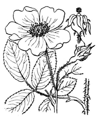 Hungarian rose Hungarian rose