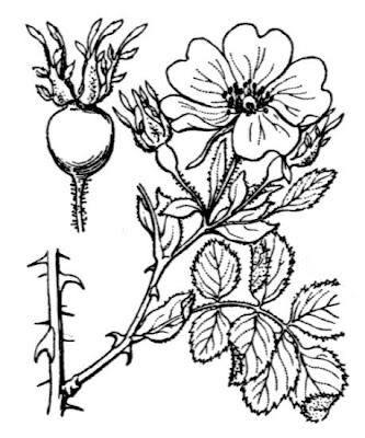 Eglantine Eglantine