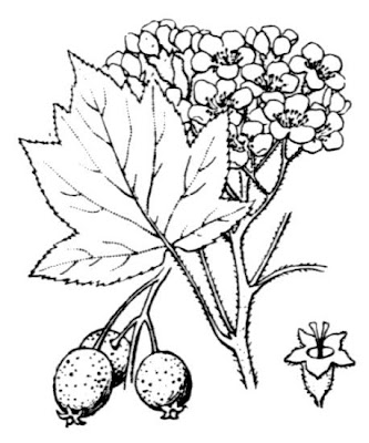 Elsbeere