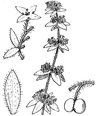 Crosswort Crosswort