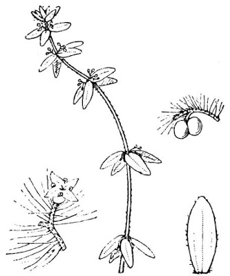 Crocettona comune Crocettona comune