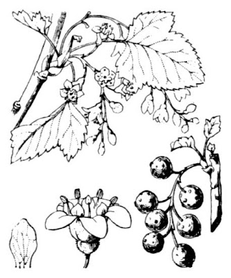 Groselheira-negra Groselheira-negra
