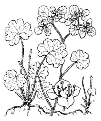 Alternate-leaf golden saxifrage