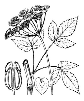 Goutweed Goutweed
