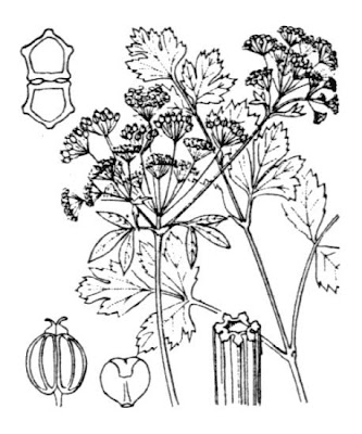 Apio Apio