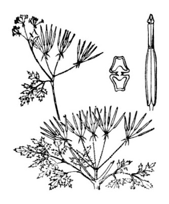 Cerafolio Cerafolio