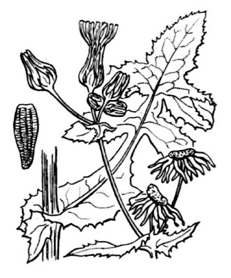 Common sow-thistle Common sow-thistle