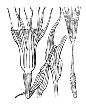 Salsify