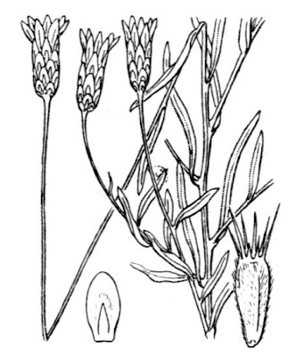 Xeranthemum cylindraceum,
Perpetuini piccoli,
Scoparella