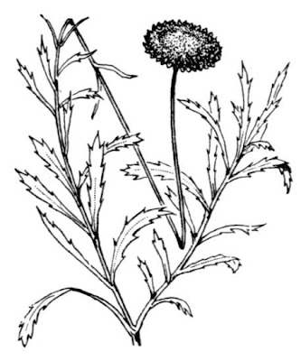 Margherita discoidea Margherita discoidea